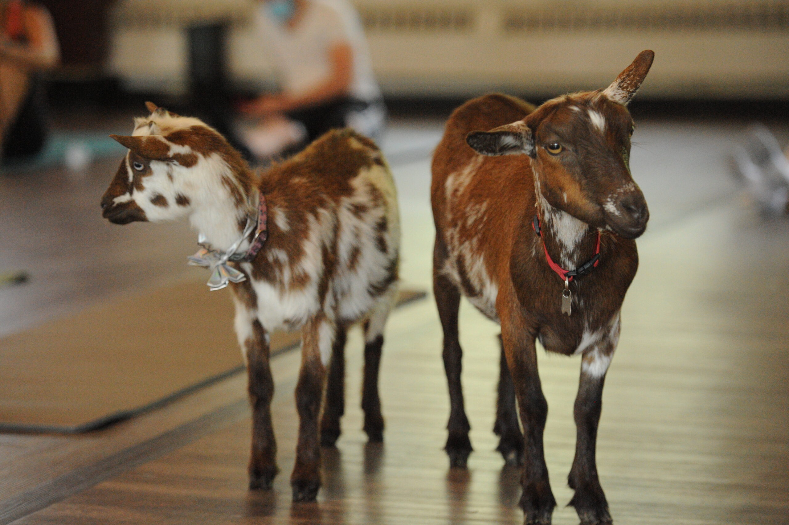 ARL FAIR 2021 1404